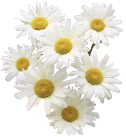 daisy02.gif