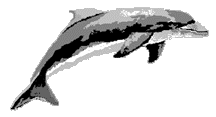 dolphinr.gif