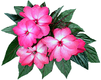 impatiens01.gif